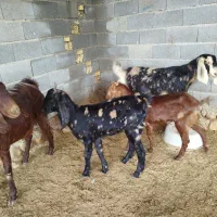 بز بزغاله دار پاکستانی|حیوانات مزرعه|گنبد کاووس, |دیوار