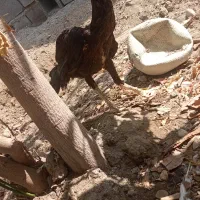 مرغ 300|پرنده|میناب, |دیوار