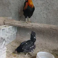 تخم مرغ نطفه دار گلین