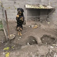 سگ روتوایلر ماده