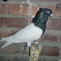 کبوتر