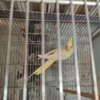 جفت عروس هلندی مولد با جوجه|پرنده|تهران, نازی‌آباد|دیوار