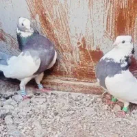 کبوتر گردن اسبی