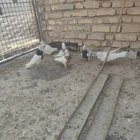 طوقی.نقش.کبوتر.کفتر