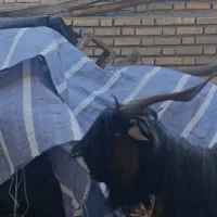 تیشتر نر|حیوانات مزرعه|شوشتر, |دیوار