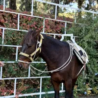 اسب کرد با اصالت|اسب و تجهیزات اسب‌سواری|ساری, |دیوار