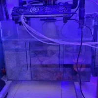 آکواریوم فارم مرجانی|ماهی|شیراز, صنایع الکترونیک|دیوار