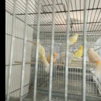 ۴عدد قناری نر لیموی و پرتقالی
