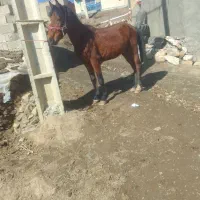 اسب|اسب و تجهیزات اسب‌سواری|سنندج, |دیوار