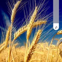 گندم
