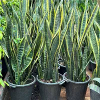 گل سانسوریا ابلق ریشه لخت