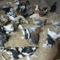 جوجه برهما امپراطور|حیوانات مزرعه|مشگین شهر, |دیوار