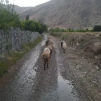 ۱۴عدد شک ما (شیشک)