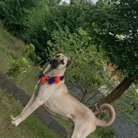 سگ سرابی نگهبان