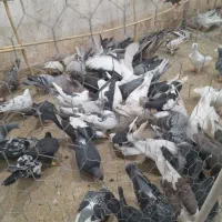 تعداد ۹۵عدد جنگنده پرشی|پرنده|تاکستان, |دیوار