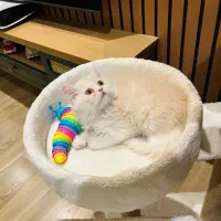 گربه های پرشین و بریتیش اصیل|گربه|نوشهر, |دیوار