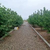 باغ زیبا و پر محصول