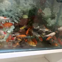 ماهی کوی و گلدفیش و تلسکوپی