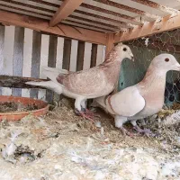 سوسنی|پرنده|شیراز, سهل‌آباد|دیوار