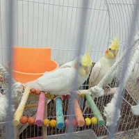 عروس هلندی|پرنده|مشهد, محمدآباد|دیوار