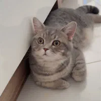 گربه اسکاتیش|گربه|مهاباد (آذربایجان غربی), |دیوار