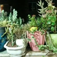 دیجیتال گل طبیعی پامپاس اگلونما بنجامین پتوس بامبو|گل و گیاه طبیعی|شیراز, دکتر حسابی|دیوار