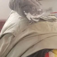 نر ماده عروس درجه ۱ قیمت جفت زدم تخفیف دارم