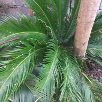 دو عدد گل سیکاس|گل و گیاه طبیعی|رشت, لاکان|دیوار