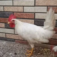 دوعددخروس|حیوانات مزرعه|قم, ولیعصر|دیوار