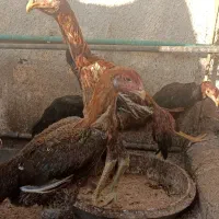 خروس و مرغ لاری