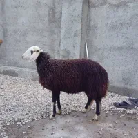 بره قوچ و بره ماده هر دو مال جنس|حیوانات مزرعه|گرگان, |دیوار