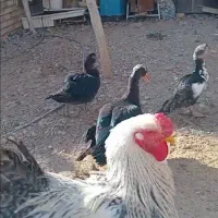 خروس برهمارومانی|حیوانات مزرعه|قم, سالاریه|دیوار