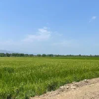 فروش ۳۱۰۰ متری بیجار (زمین کشاورزی)مهویزان|فروش دفتر صنعتی، کشاورزی، تجاری|گوراب زرمیخ, |دیوار