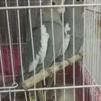 عروس هلندی|پرنده|مشهد, فاطمیه|دیوار