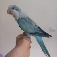 راهب بلواسکای اوپلاین خاص