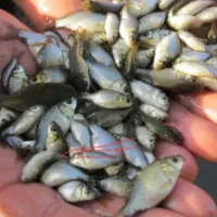 بچه ماهی کپور|ماهی|سبزوار, دانشگاه آزاد|دیوار