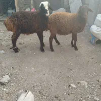 گوسفند|حیوانات مزرعه|نگین شهر, |دیوار