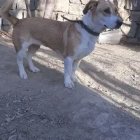 سگ پاکوتاه نژاد دار ماده