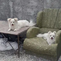 نروماده سگ|سگ|بندرعباس, |دیوار