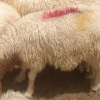 یک راس بره نر چاق سنجابی