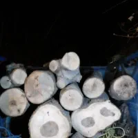 خرید وفروش چوب وقطع درختان و...|خدمات باغبانی و درختکاری|دماوند, شهرک آویشن|دیوار