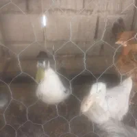 اردک نر وماده