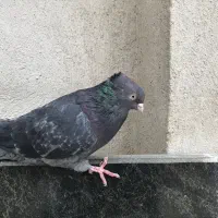 کبوتر زاغ نر