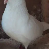 کفتر