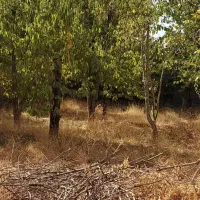 باغ فشند|فروش خانه و ویلا|هشتگرد, فشند|دیوار