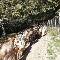 گله بز|حیوانات مزرعه|بره‌سر, |دیوار