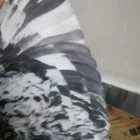 کبوتر|پرنده|رامهرمز, |دیوار