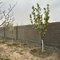 باغچه ملکی سند تک برگ داخل بافت باغی درخت میوه