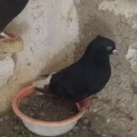 کفتر نر ماده دم سفید