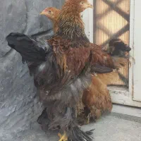 طلابخر|جواهرات|دورود, |دیوار